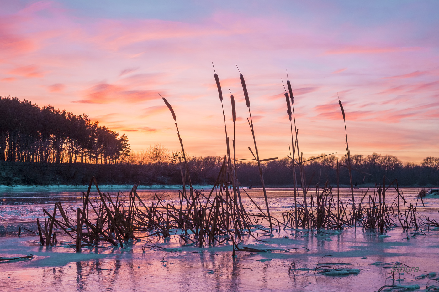 Камыш на закате.