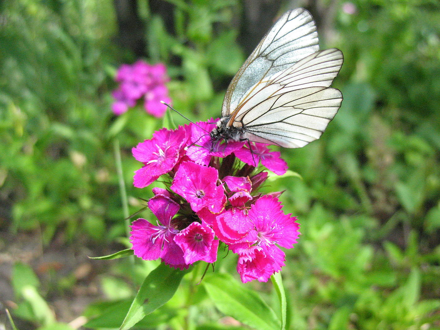 Гвоздика и бабочка