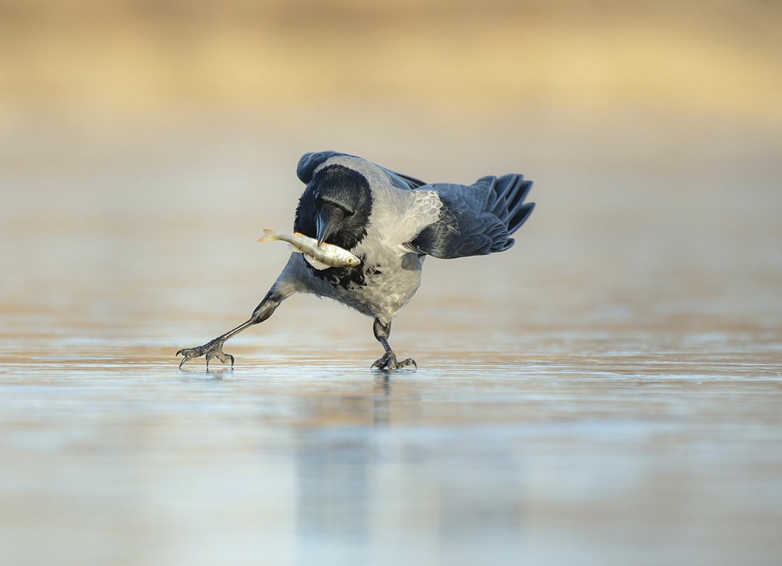 Конькобежец