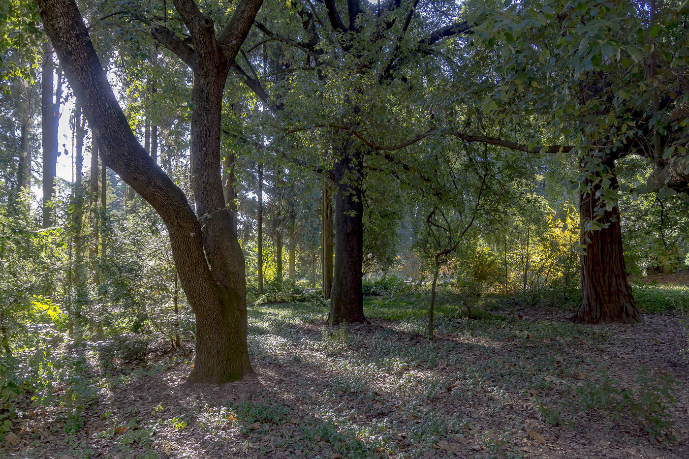 Крымский лес