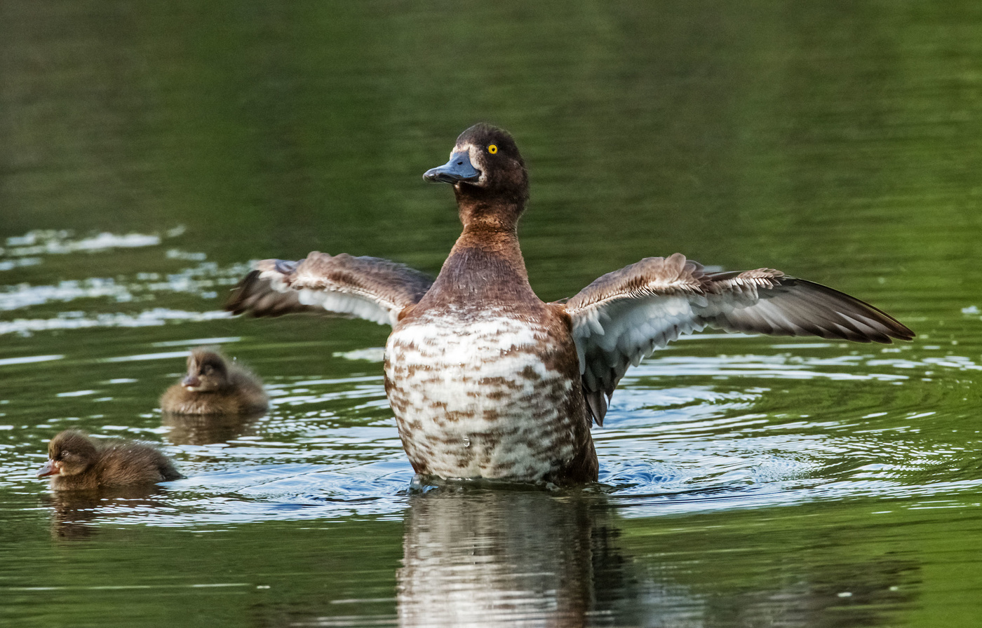 Гордая птица