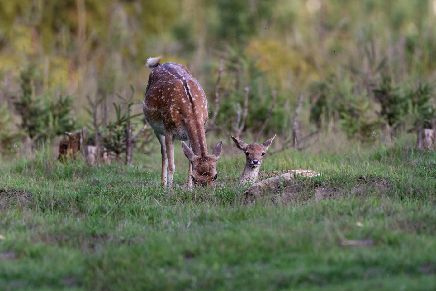 мама,нас снимают!