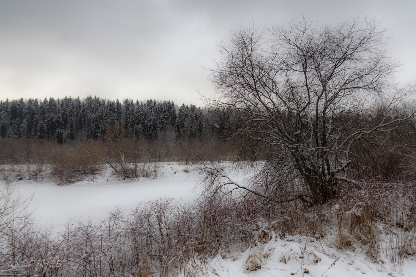У пожилого дерева