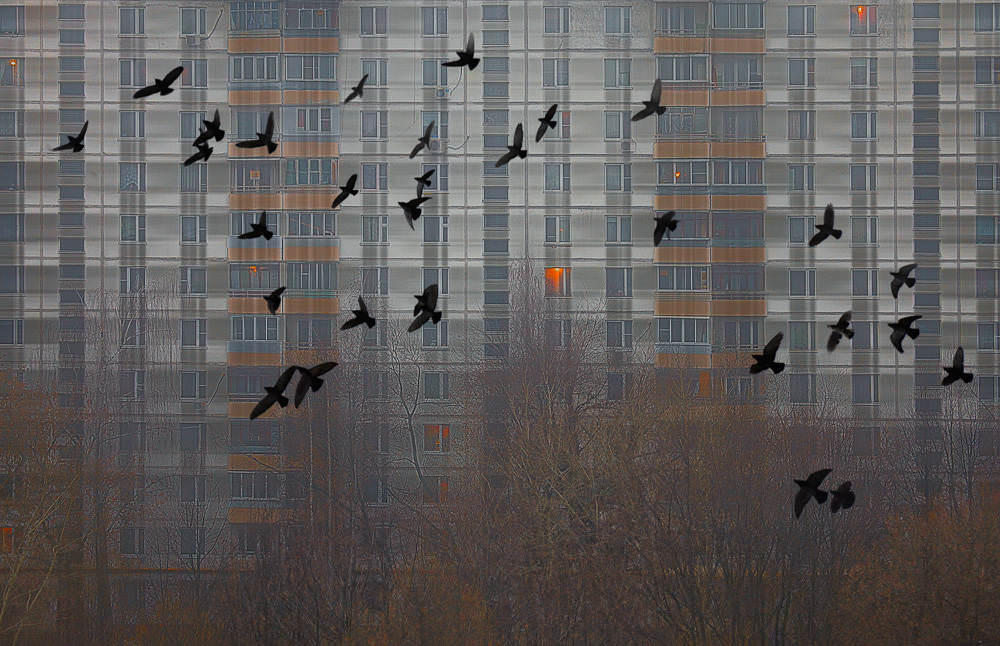 "шотландка" моего утра