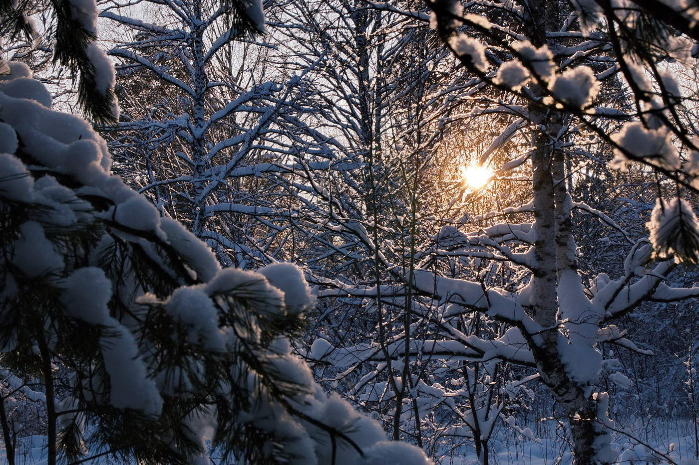 Ноябрьское солнышко.