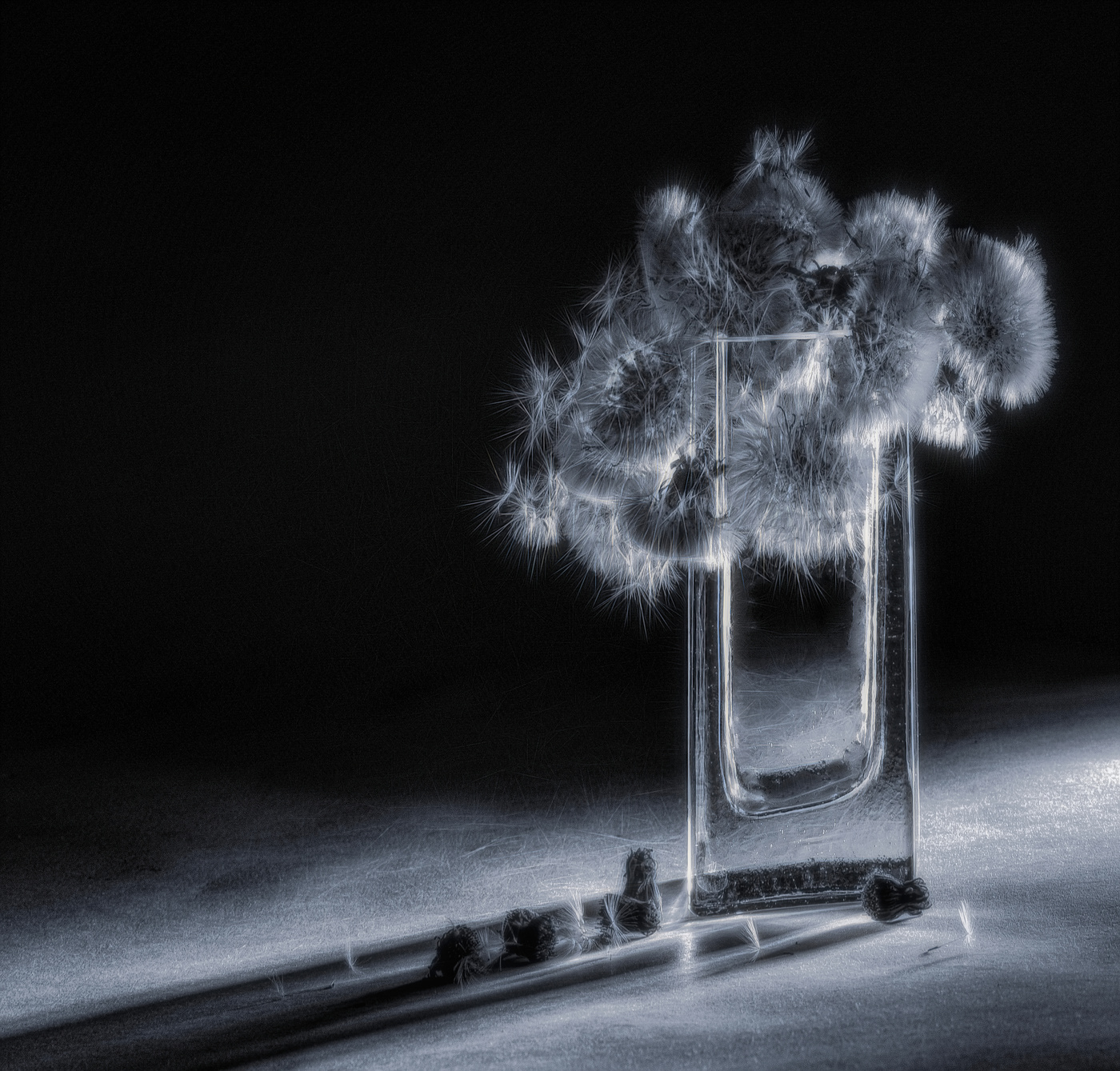 Одуванчики.