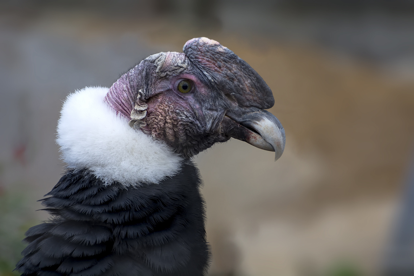 Андский кондор..