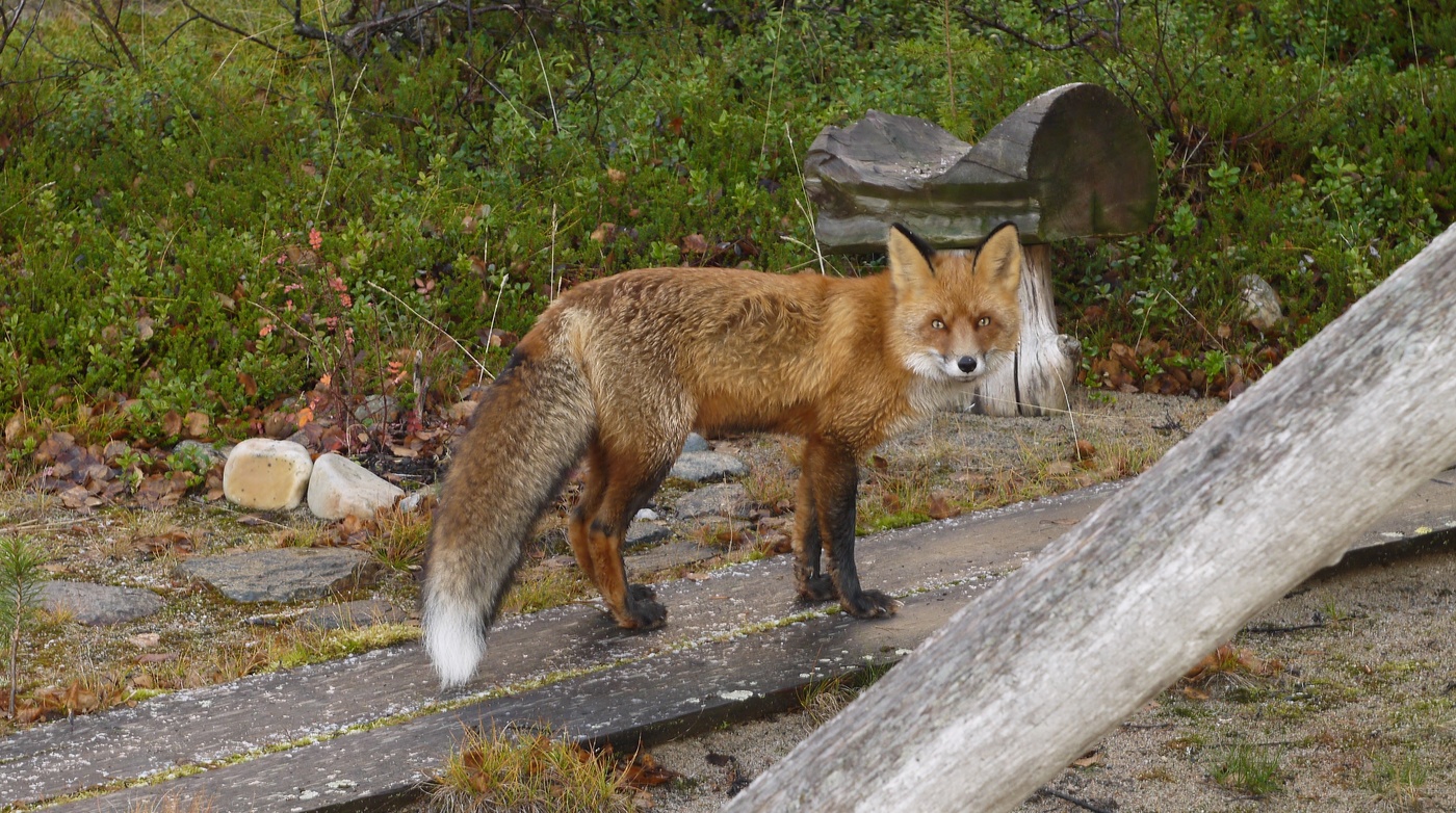 Обратил внимание