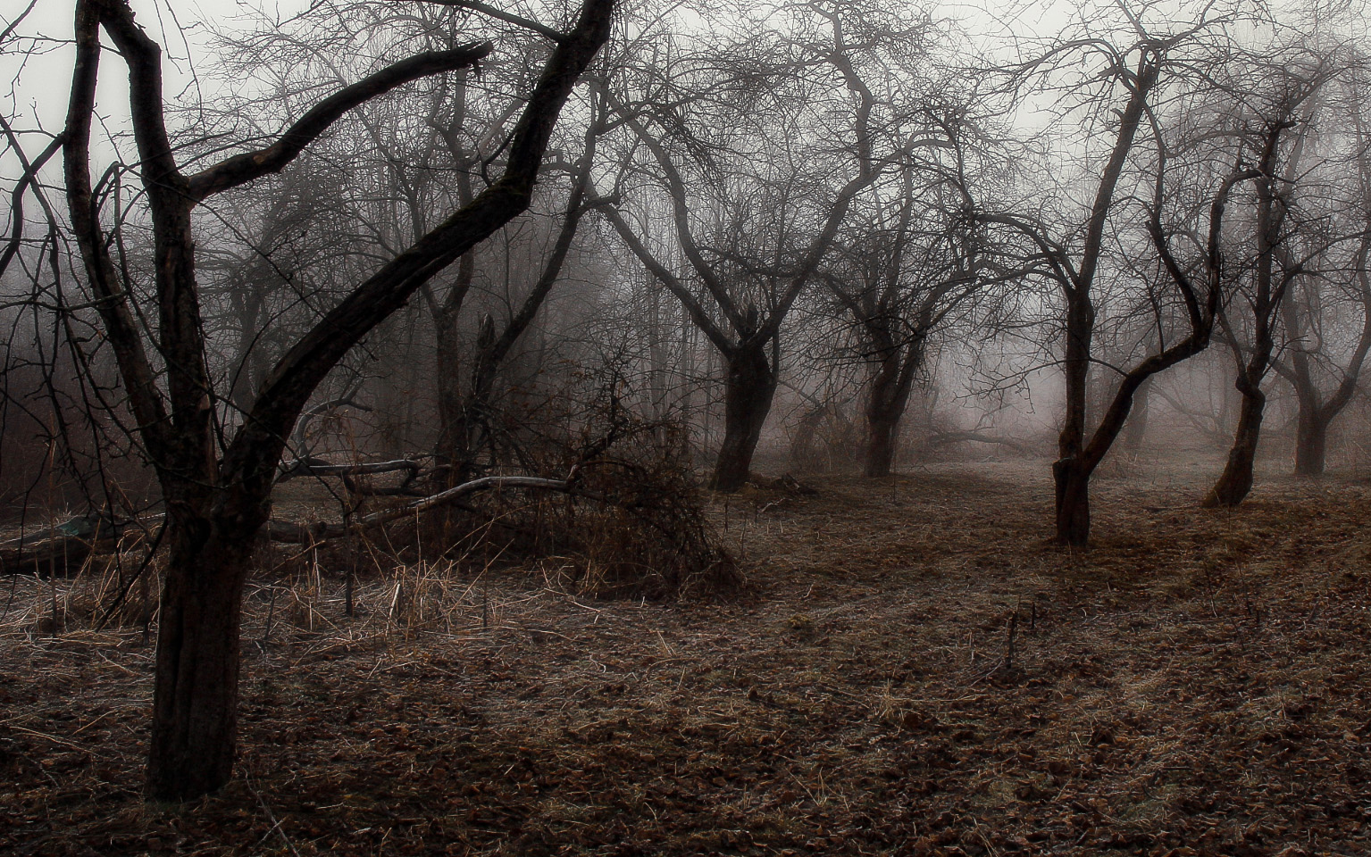 яблоневый сад