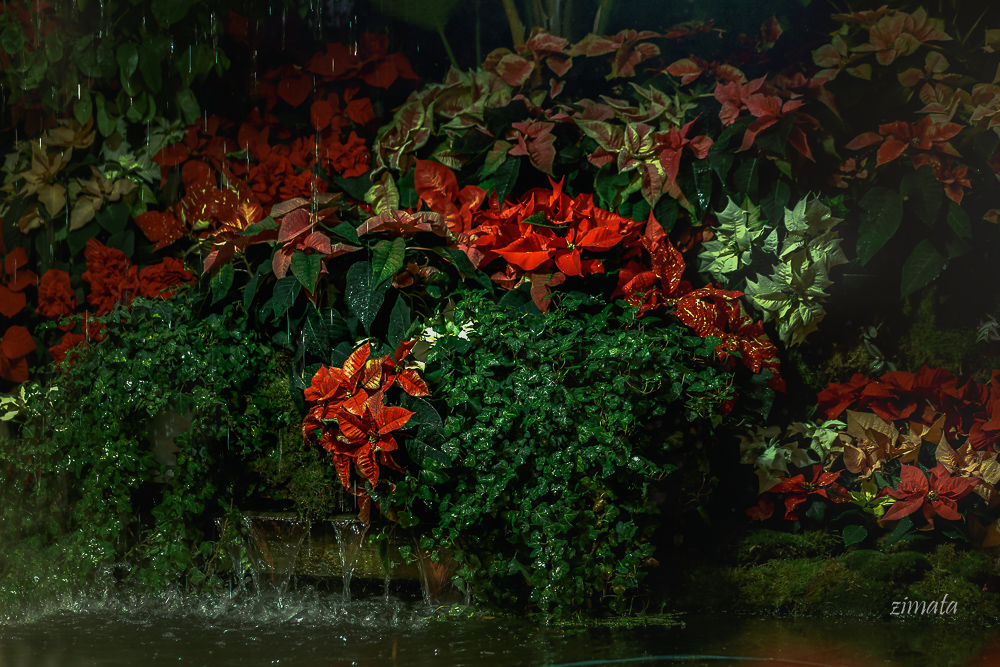 время пуанцеттии