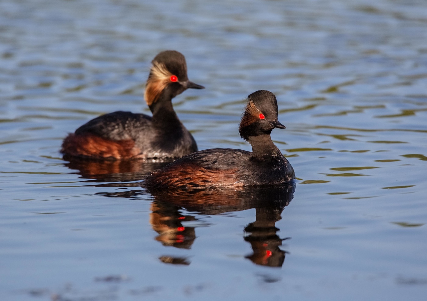 Черношейные поганки
