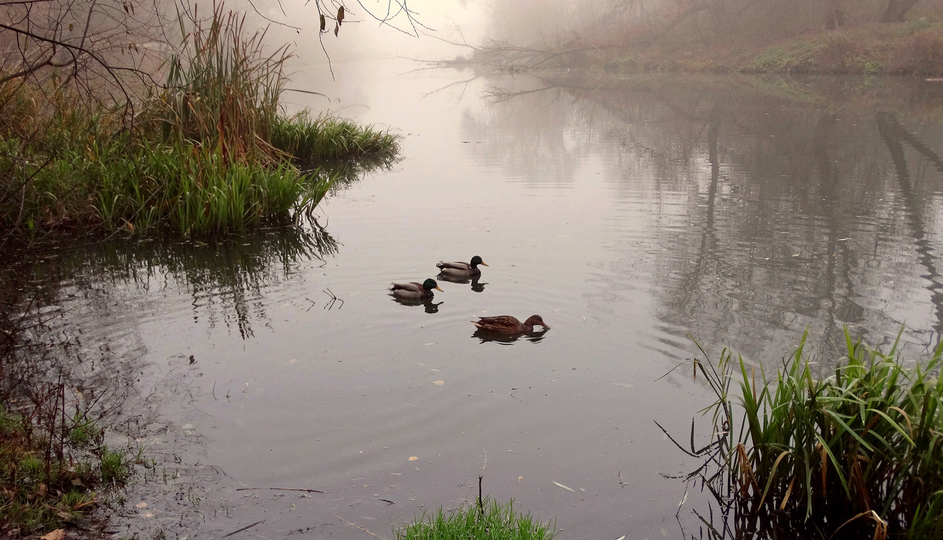Два ухажера утку сопровождают