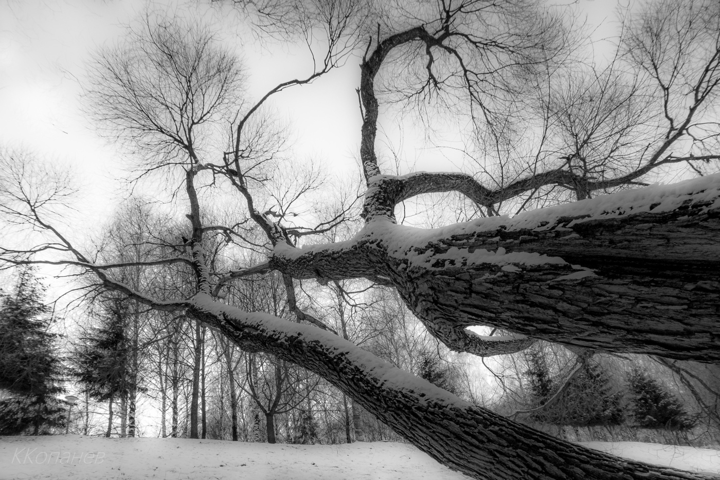 Старенькая ива