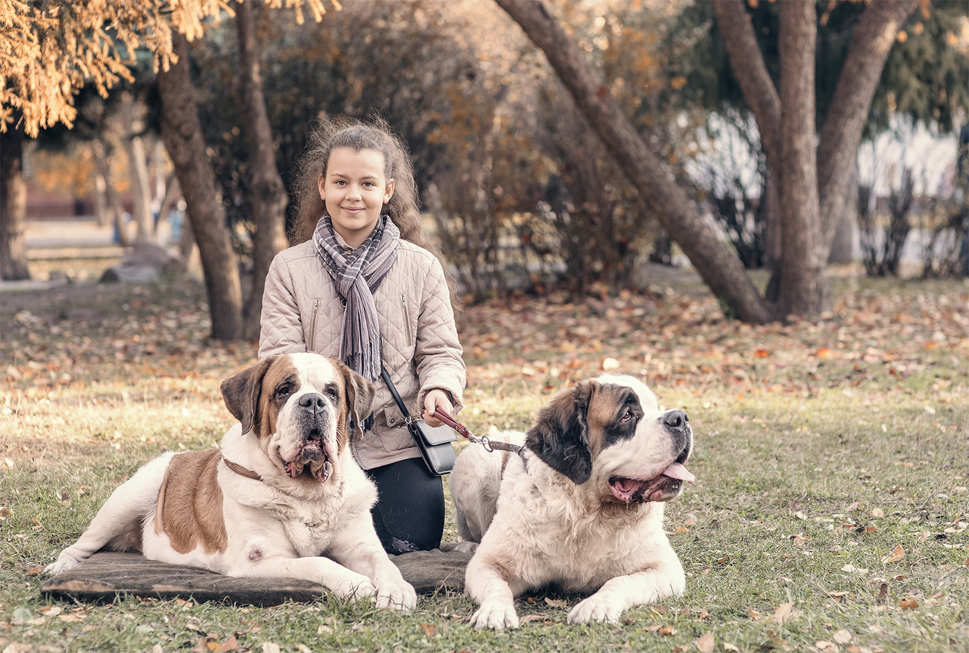 с сенбернарами