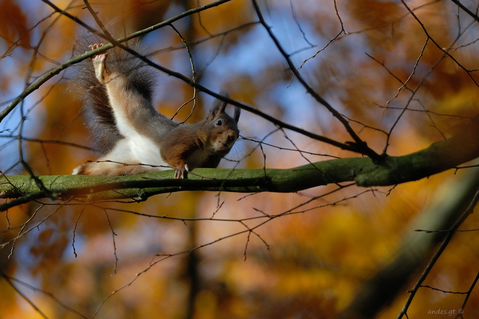 Утренняя гимнастика