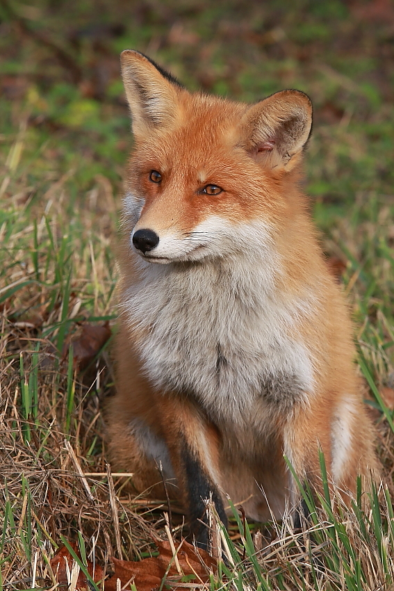 Портрет на память.