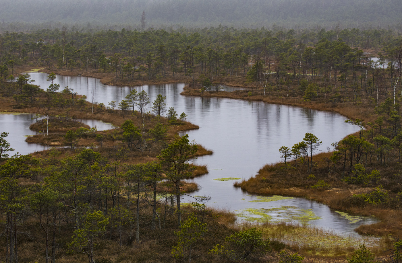 Графика ржавых болот