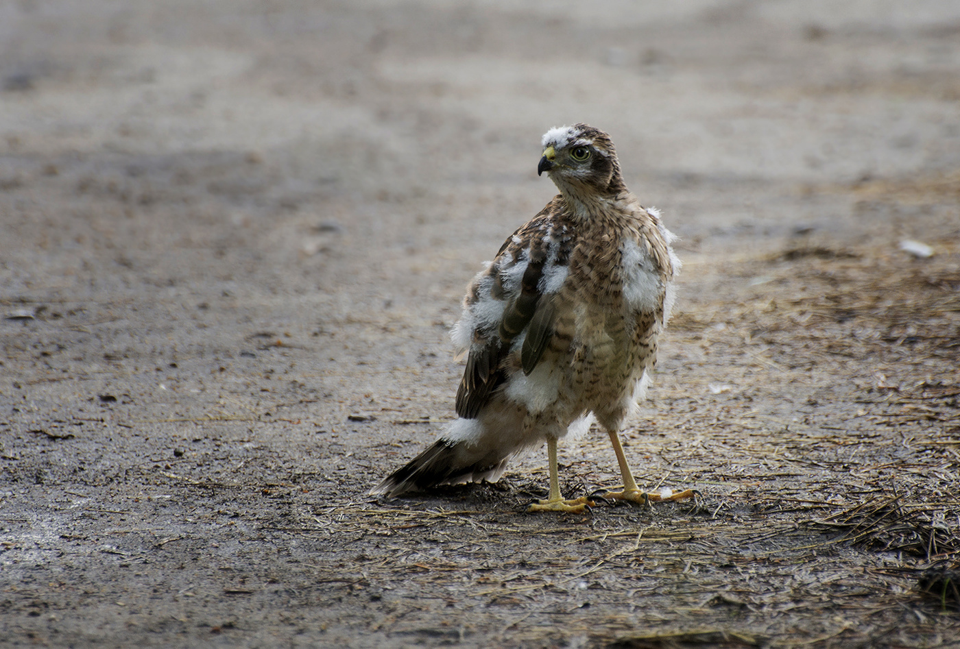 Потерялся..(птенец ястреба перепелятника)