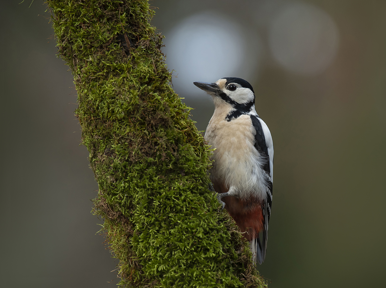 Картинка из леса