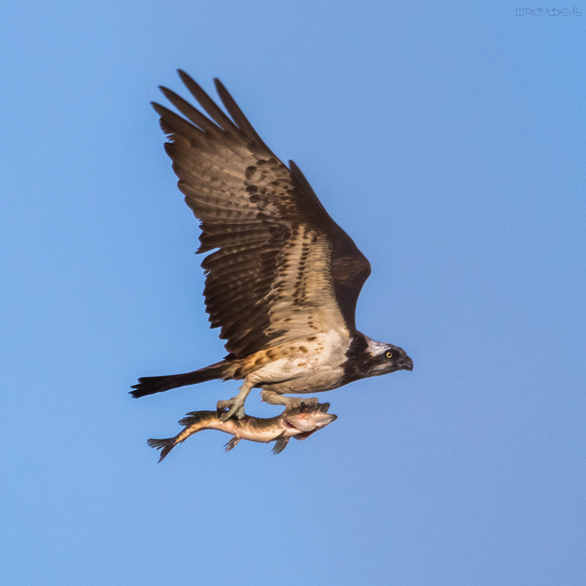 Скопа и щука