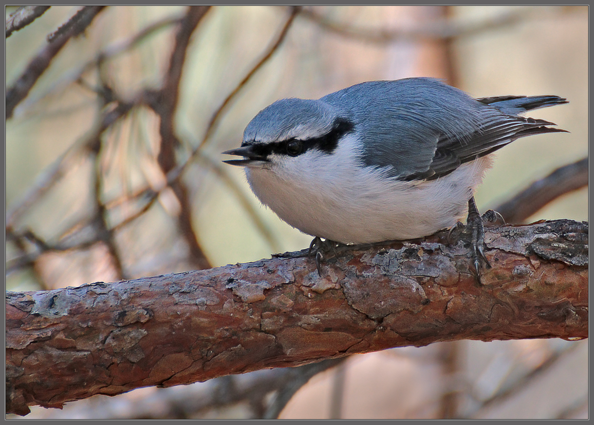 - А ну вали отсюда!