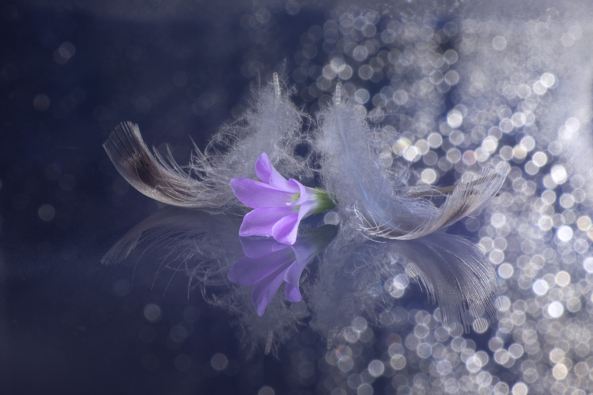 феерия света...