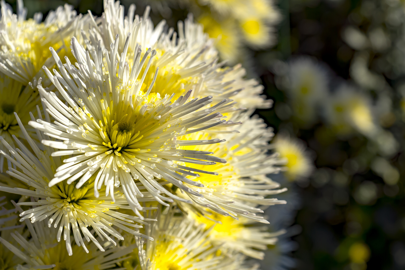 Отцвели уж давно ...
