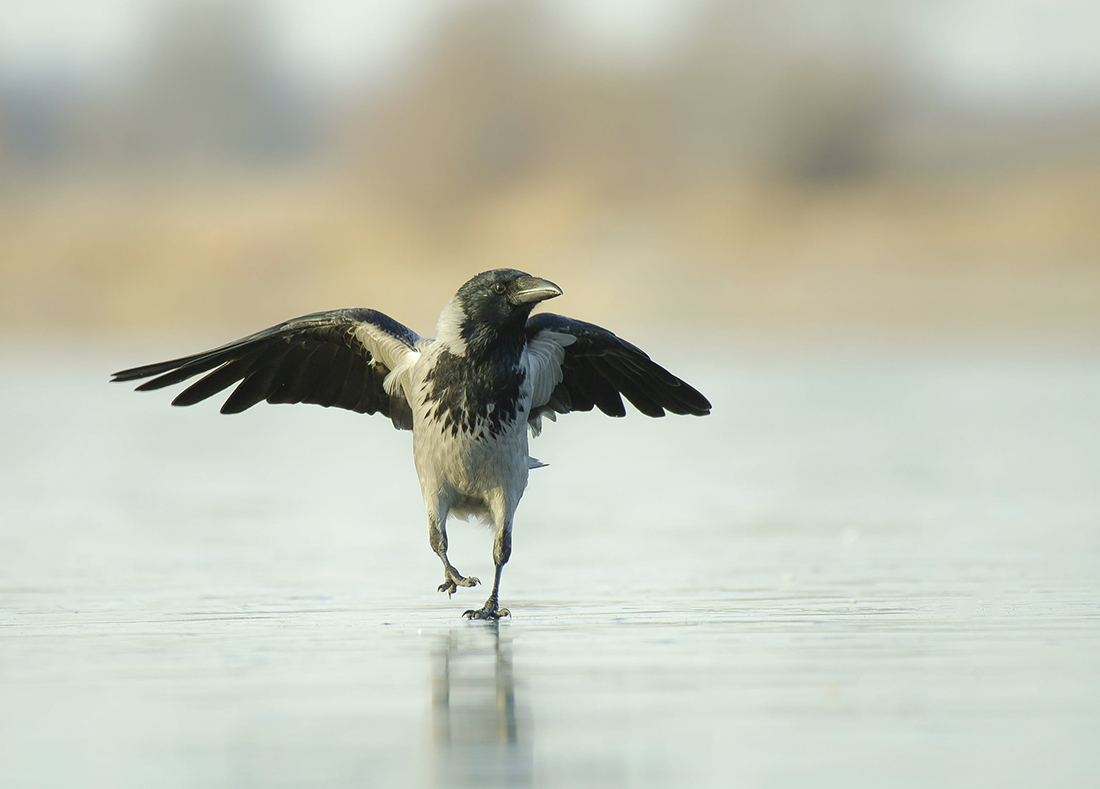" а я иду такая вся..."
