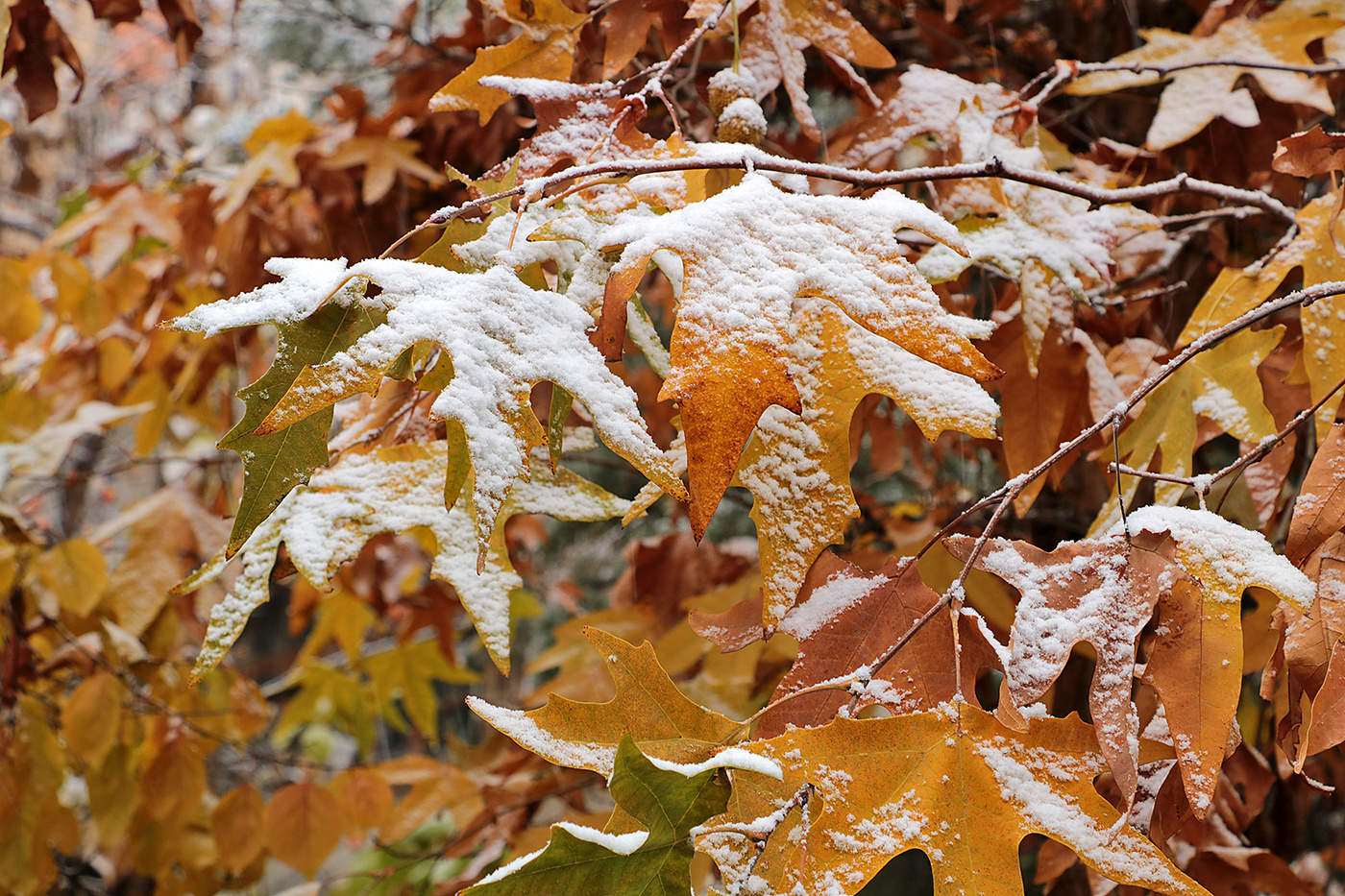 Зима, начало