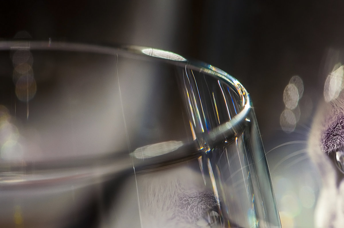 Кошачья философия...