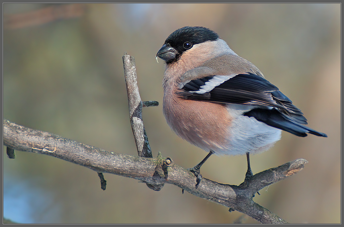 Мадам Снегирева