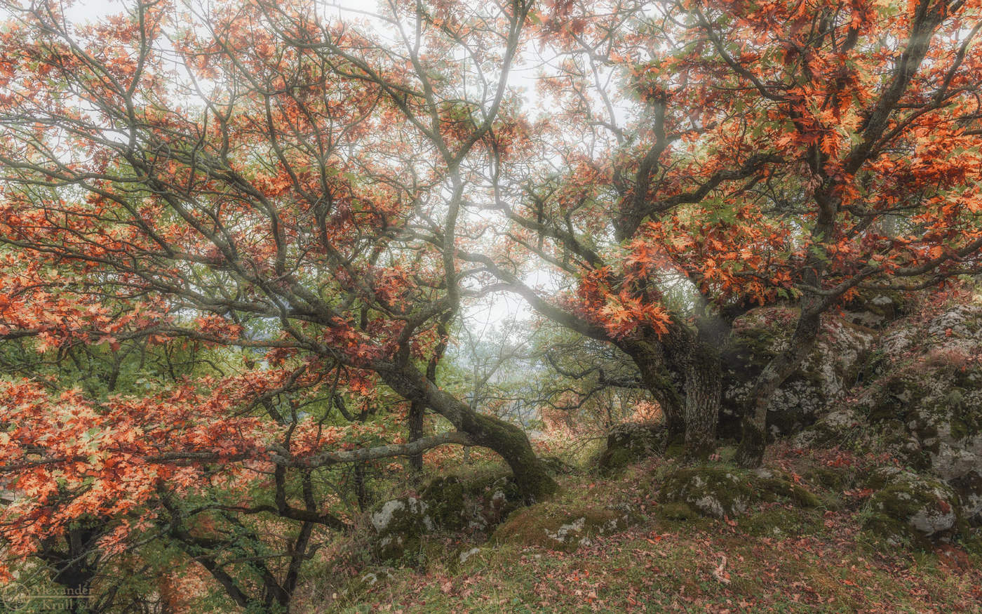 Осенний ажур...