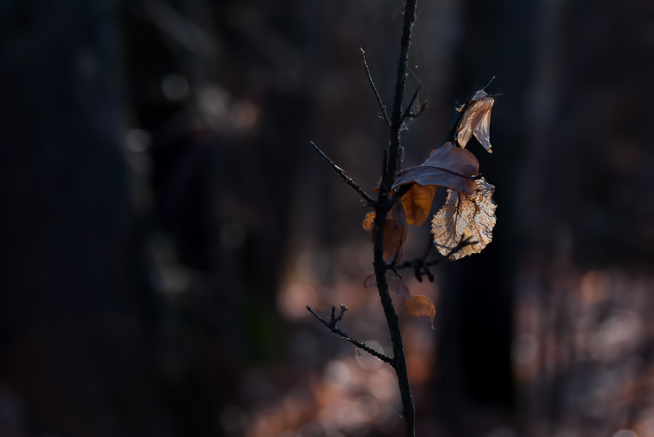 Октябрь в лесу