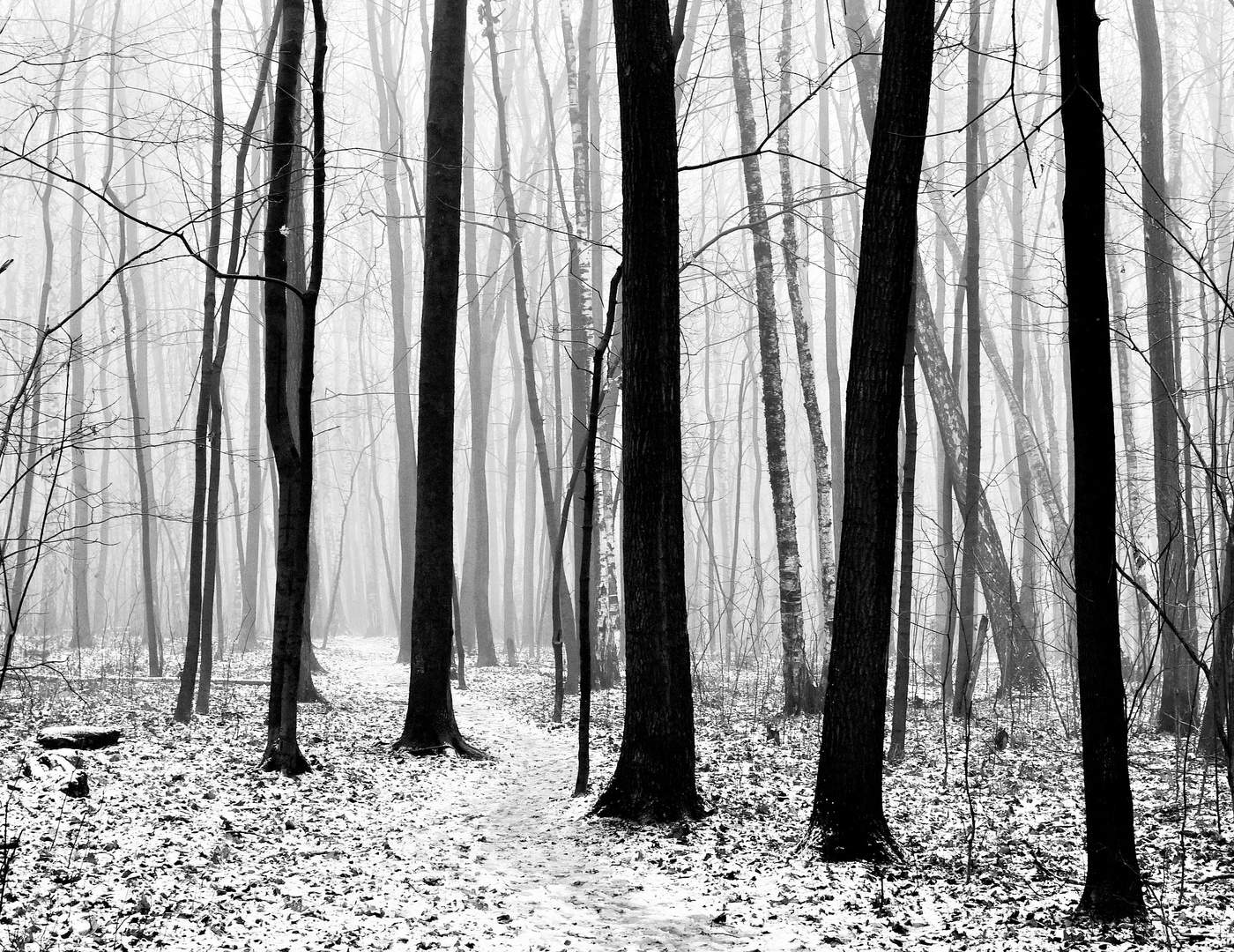 "Я вошел в безлиственный и безымянный лес..."