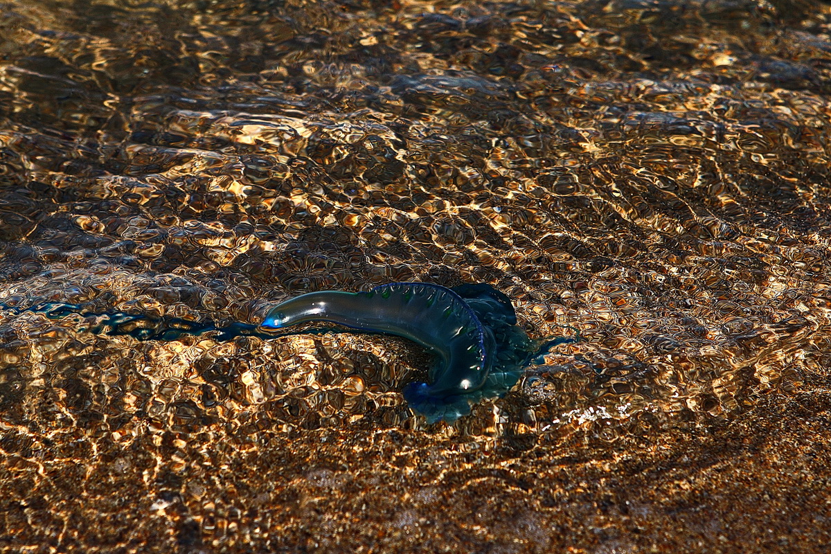 чудо- юдо морское