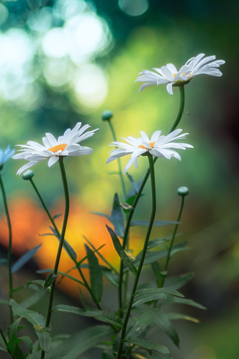 Танец белых лебедей.