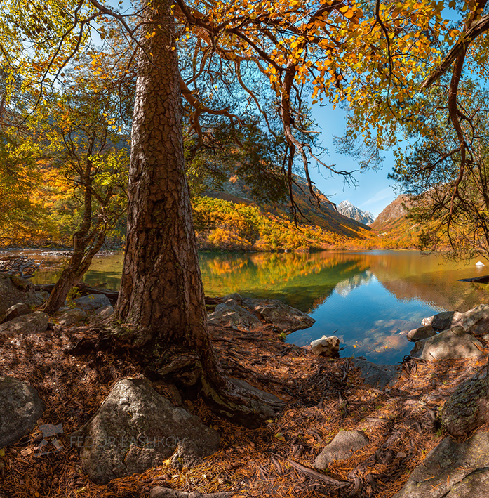 Сосна на берегу горного озера