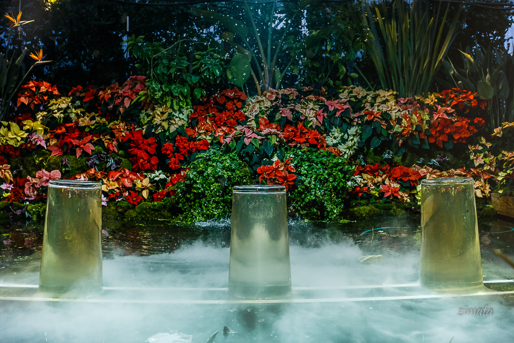 пуанцеттия