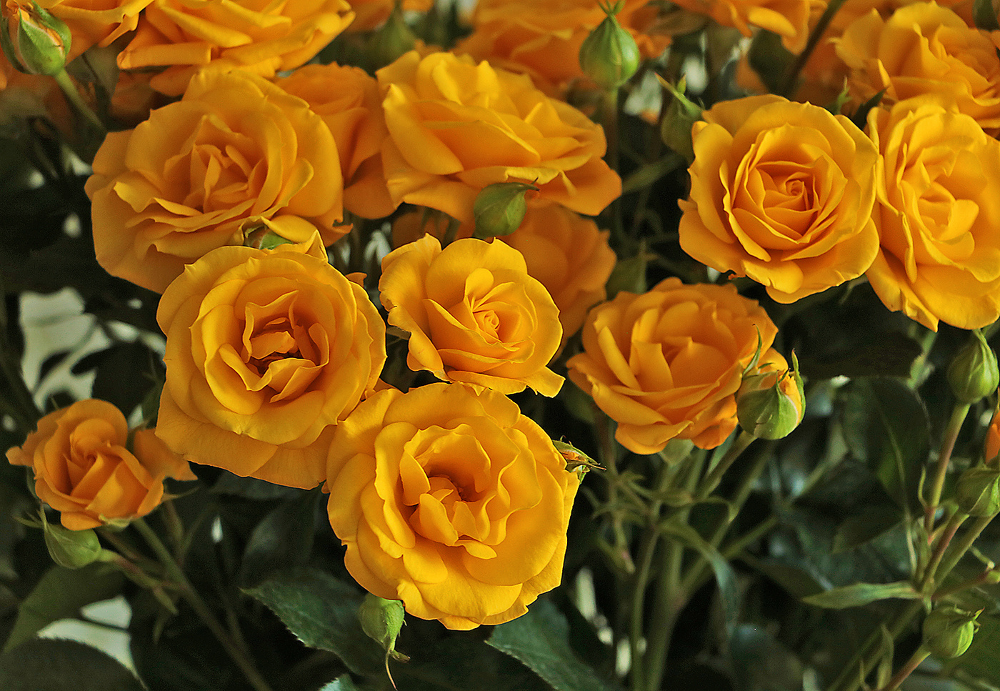 Золотые розы на Золотую свадьбу