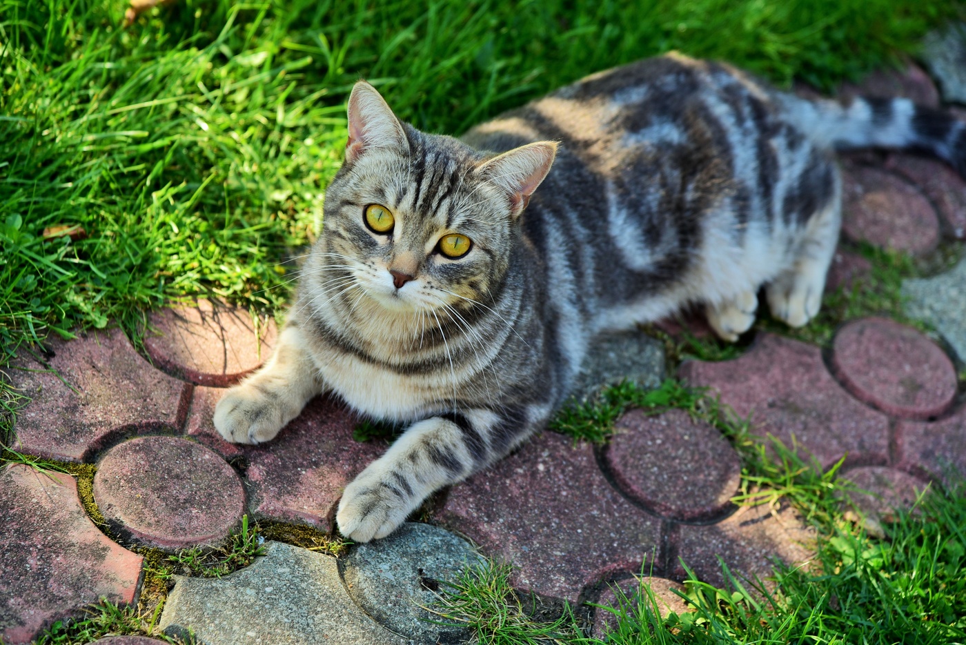 " Не шалю, никого не трогаю, починяю примус ..."