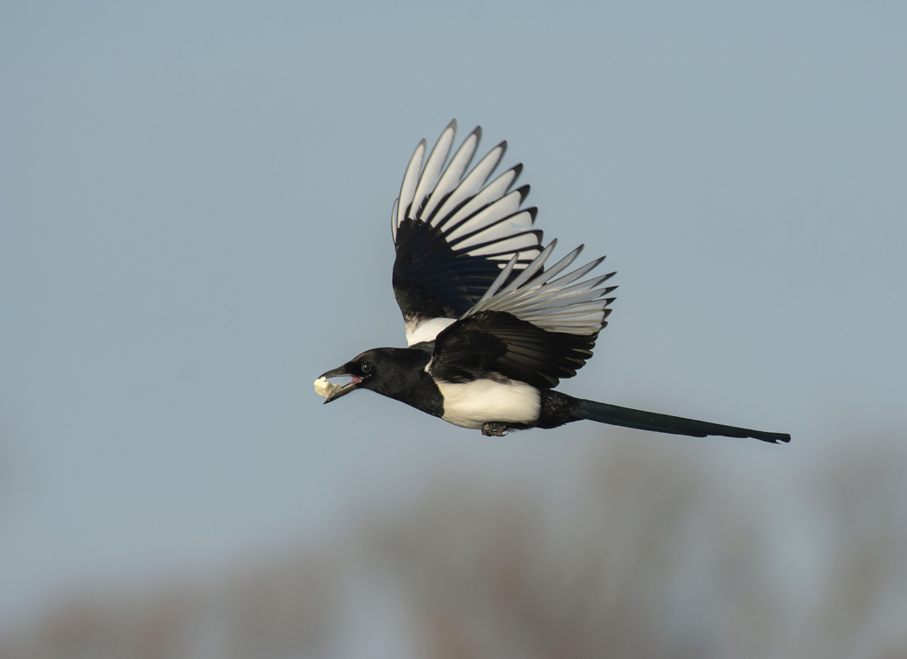 Сорока-воровка