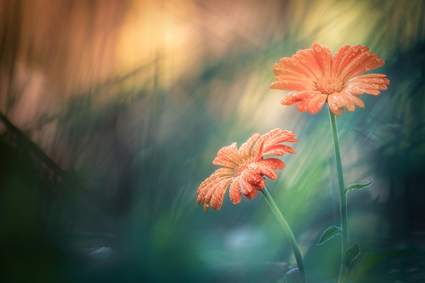 Летние зарисовки.