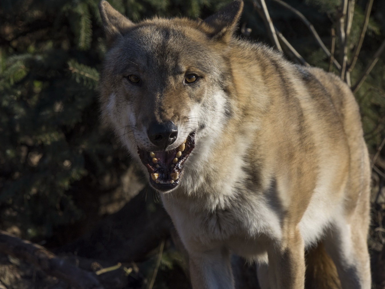 Недовольство