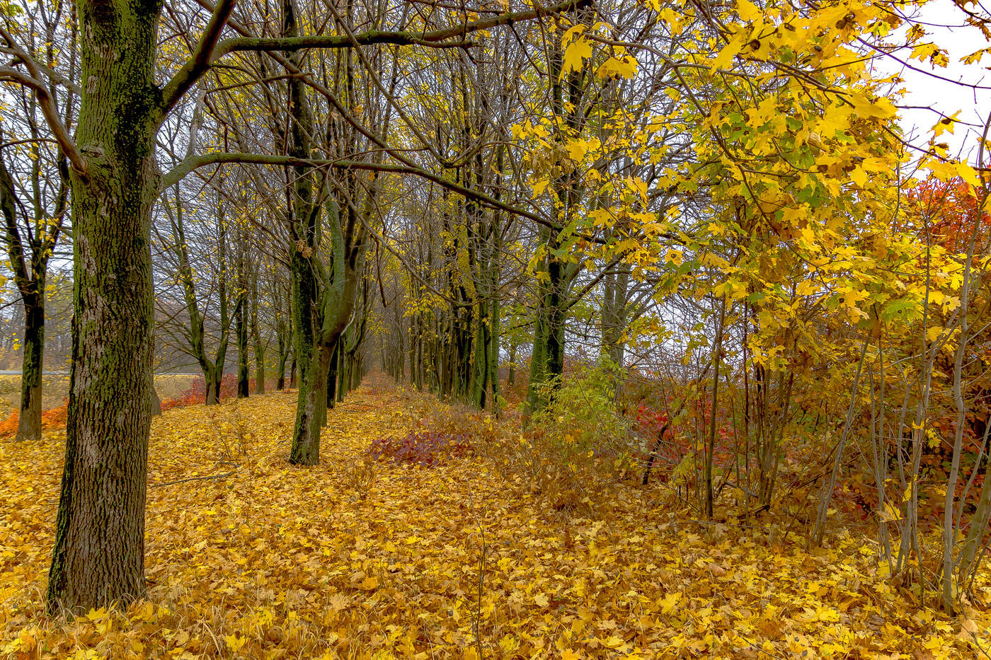 Опавшее золото