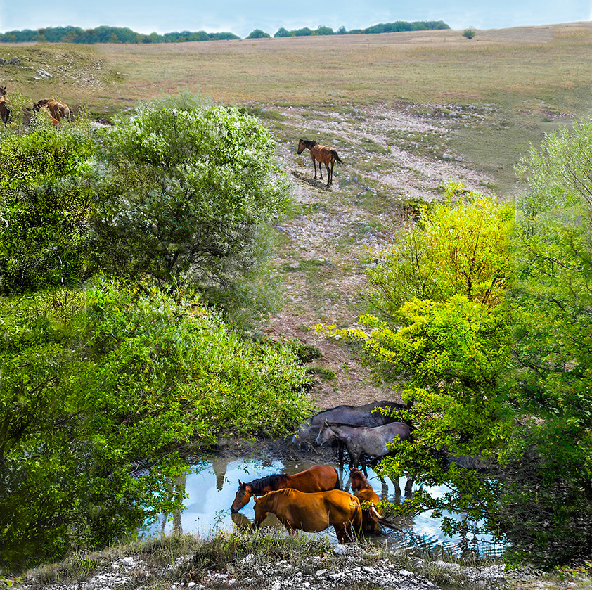 Водопой в балке