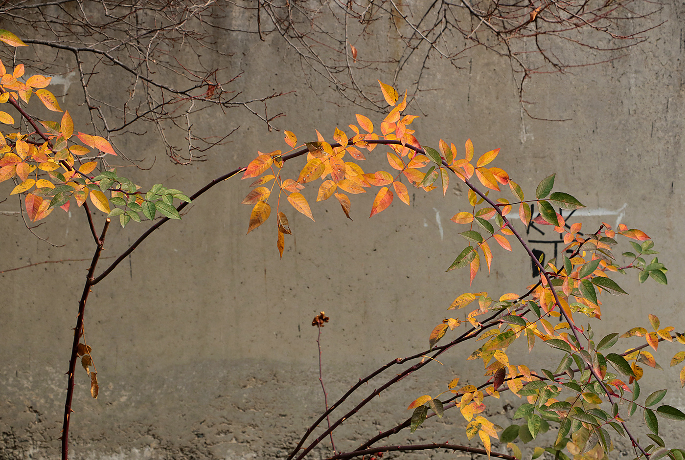 Декабрьская зарисовка