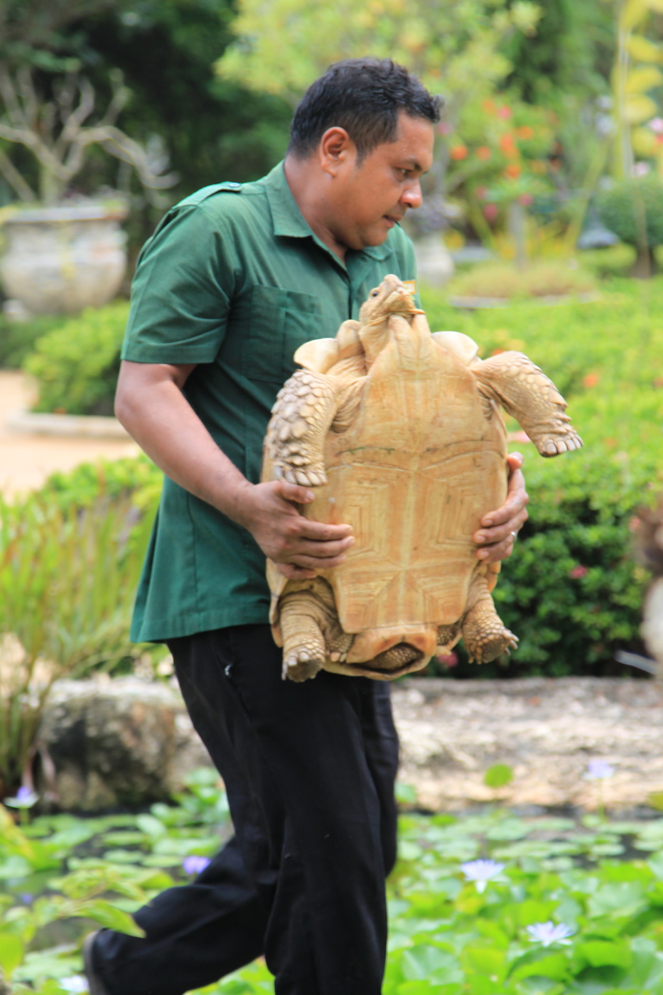 Из жизни больших черепах