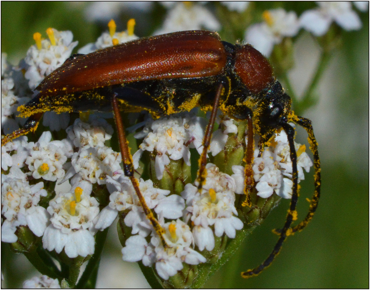 Притомился что=то....