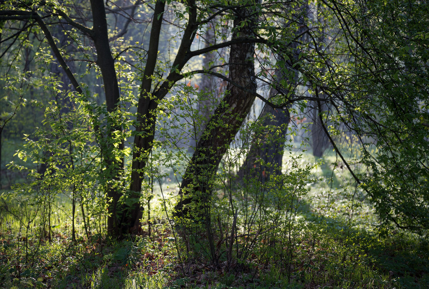 Вспоминая весну
