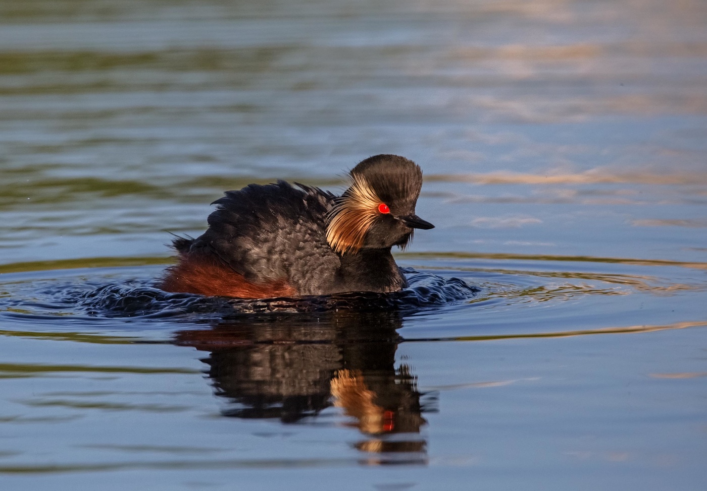 Черношейная поганка